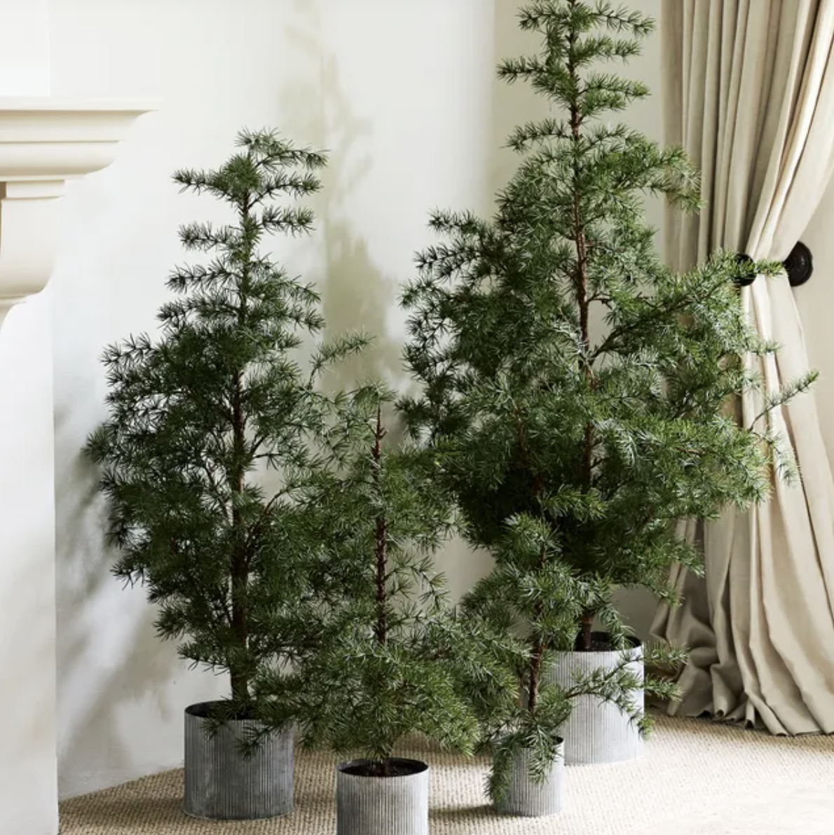 Potted Fraser Fir Tree Large