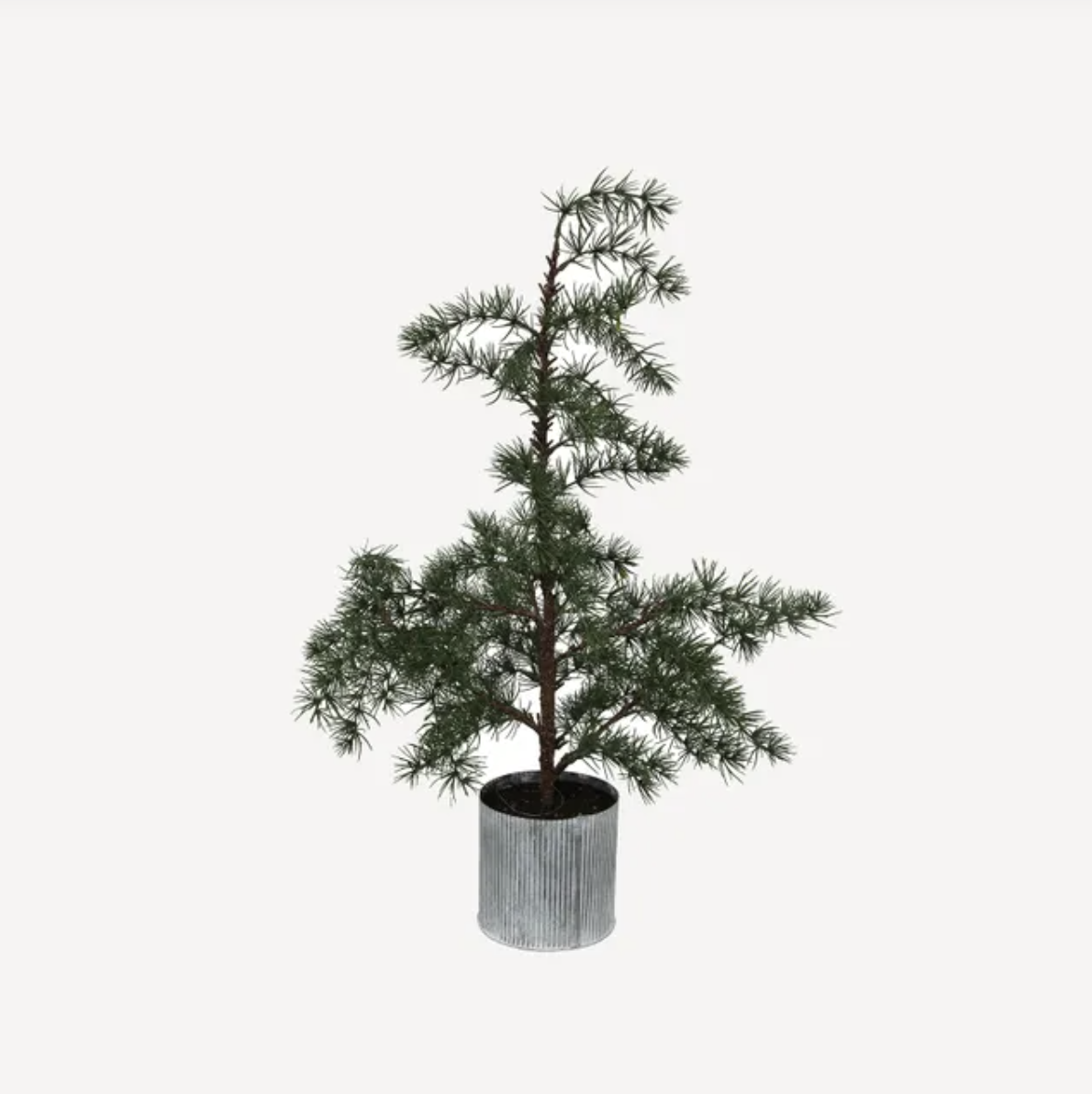 Potted Fraser Fir Tree Small